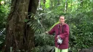 Вблизи водопада Ti Lo Su. Umphang. Thailand. 135