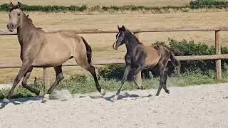 Van Cleef Du Vencedor ~ Quaterhit x Loverdose du Vencedor ( Desperados FRH ) ▪︎ A VENDRE