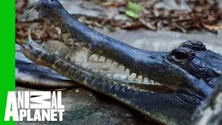 Priscilla The Tomistoma Croc Checked For Eggs | The Zoo