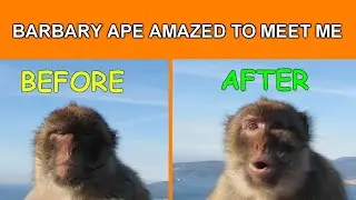 Barbary Ape is AMAZED To Meet Me!