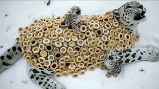 Tiny Heroes✨ 🐆: Snow Leopard Cubs Save Their Mom From danger | Compassion Paws #animalrescue 
