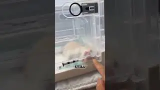 Этот кот был слишком умным.