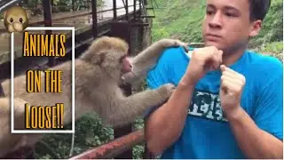 Animals On The Loose!! Hilarious Animals In The Wild!