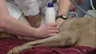 UT Canine OA Shock Wave Therapy