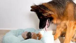German Shepherd Confused by Newborn Baby Kittens