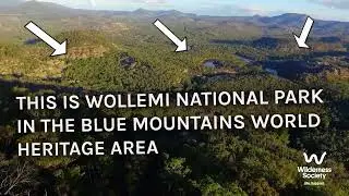 An eye on Wollemi