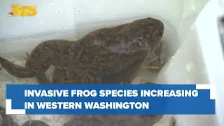 Invasive African clawed frogs increase in western Washington