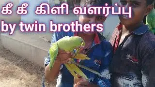 கிளி வளர்ப்பு by twin brothers parrot