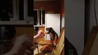 Adoptuj nie kupuj 