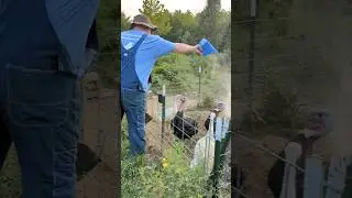 Feeding the turkeys is now so much easier! #hobbyfarming #hobbyfarm #farmlife #turkey
