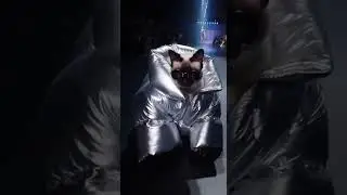 This Is Cat Walk 😼✨