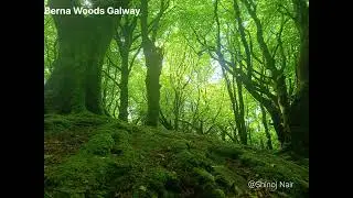 BARNA WOODS Galway Ireland