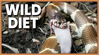 What Do King Snakes Eat? - Wild Diet Explained