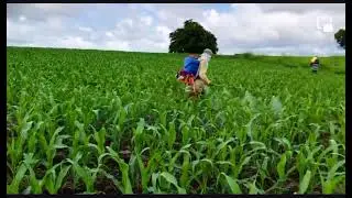 Pulverizador Jacto PJM-25, ideal para control Fito en ma&iacute;z. farmagro.com