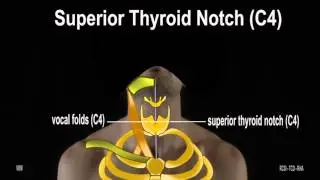 Surface Anatomy - Anterior  Neck Triangle (2D)