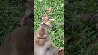 A Wonderful Day Out: Monkeys Foraging & Free Play #10