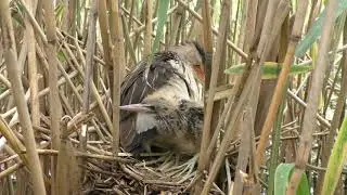 Волчок 170621 2 у Никоновых Смелый 2июля Pa770 1 22