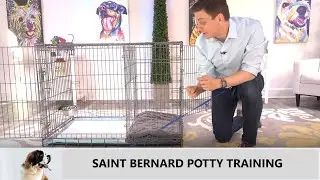Saint Bernard Potty Training from World-Famous Dog Trainer Zak George - Train a Saint Bernard Puppy