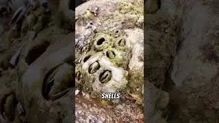 Pro Turtle Rescuer Shares Barnacle Removal Secrets