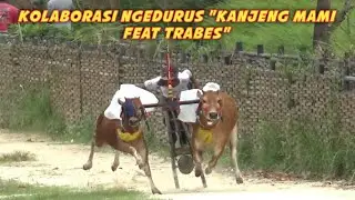 Kolaborasi Ngadurus Saat Latihan Karapan Sapi, Kanjeng Mami Feat Trabes. 
