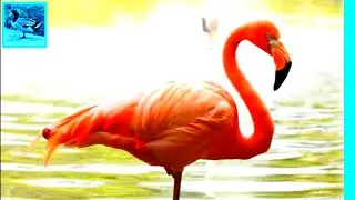 💙Love Beautiful Pink Flamingos | Find Joy | Relieve Stress In 9 Minutes | Relaxing Nature Clips.