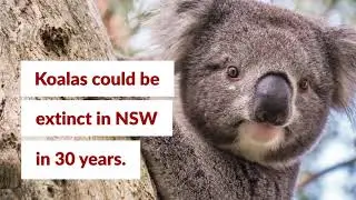 Join the Animal Justice Party NSW to help protect our animals