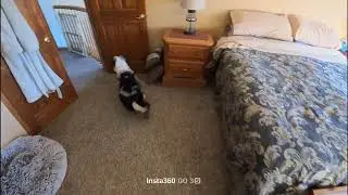 Dog #2 - Threshold hide 1/19/26