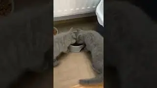 Bkh kitten (Geschwister) essen Nassfutter 🐈&zwj;⬛ #shorts #bkh #britishshorthair #cat