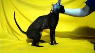 MOV03528