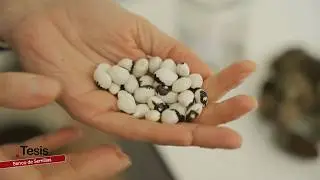 🌱 BANCO DE SEMILLAS DE CÁDIAR: SALVANDO LA BIODIVERSIDAD DE LA ALPUJARRA 🌿