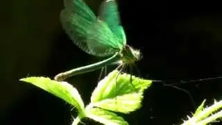 bosbeekjuffer  (Calopteryx virgo)