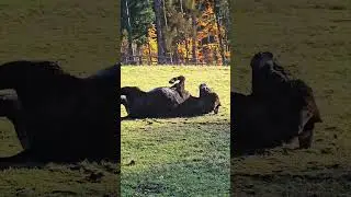Ne&scaron;ukej, ne&scaron;ukej, je&scaron;tě nejsem připraven&aacute;.🥰🫏❤️#viral #foryou##love #funny #foryou #humor#video #fyp