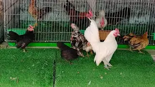 14/07/2025/gà cảnh đủ loại 0888464988