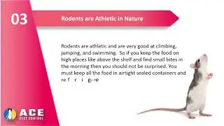 Rodent Facts: Pest Control