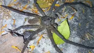 Beautiful Spider Animals Waiting Catch Food