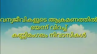 ##വന്യജീവികളെ ഭയന്ന് വിറച്ച് കണ്ണിമംഗംലം നിവാസികൾ ##MSP Channel##