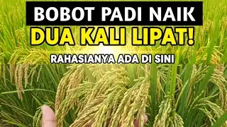 HANYA 1 KALI SEMPROT, BOBOT PADI NAIK DUA KALI LIPAT! RAHASIANYA ADA DI SINI