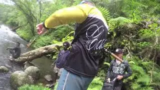 Spot Tail Bass Solomons