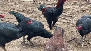 Lovely Fighting Chicken Chicks | Free Range Farm Life