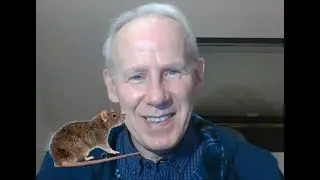 Rats Bruns : Etonnants Comportements ! (Norvegicus ou Surmulot)