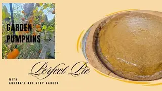 From Garden to Pumpkin Pie #garden #pumpkins #pies 
