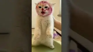 cute cat try not to laugh