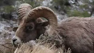 Colorado National Monument Bighorn