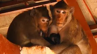 when Jonna to wants to be sharing a milk with Jiva and Jazzy was too kindly for her, she takes out.