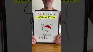 🇬🇧 8 мест артикуляции (произношение британского английского)