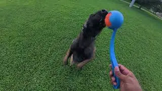 Belgian Malinois ~ Daily Routine (Feeding, Training & Playing) 
