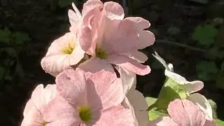 Premola  plants#flowergarden #wintergarden 