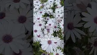 African daisy plants. cape daisy flowers. Osteospermum flower #flowerplants #freeseeds #africandaisy