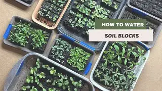 How to Water Soil Blocks