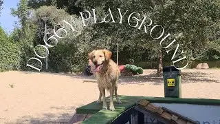 Nala life update - Bello Hondenspeeltuin